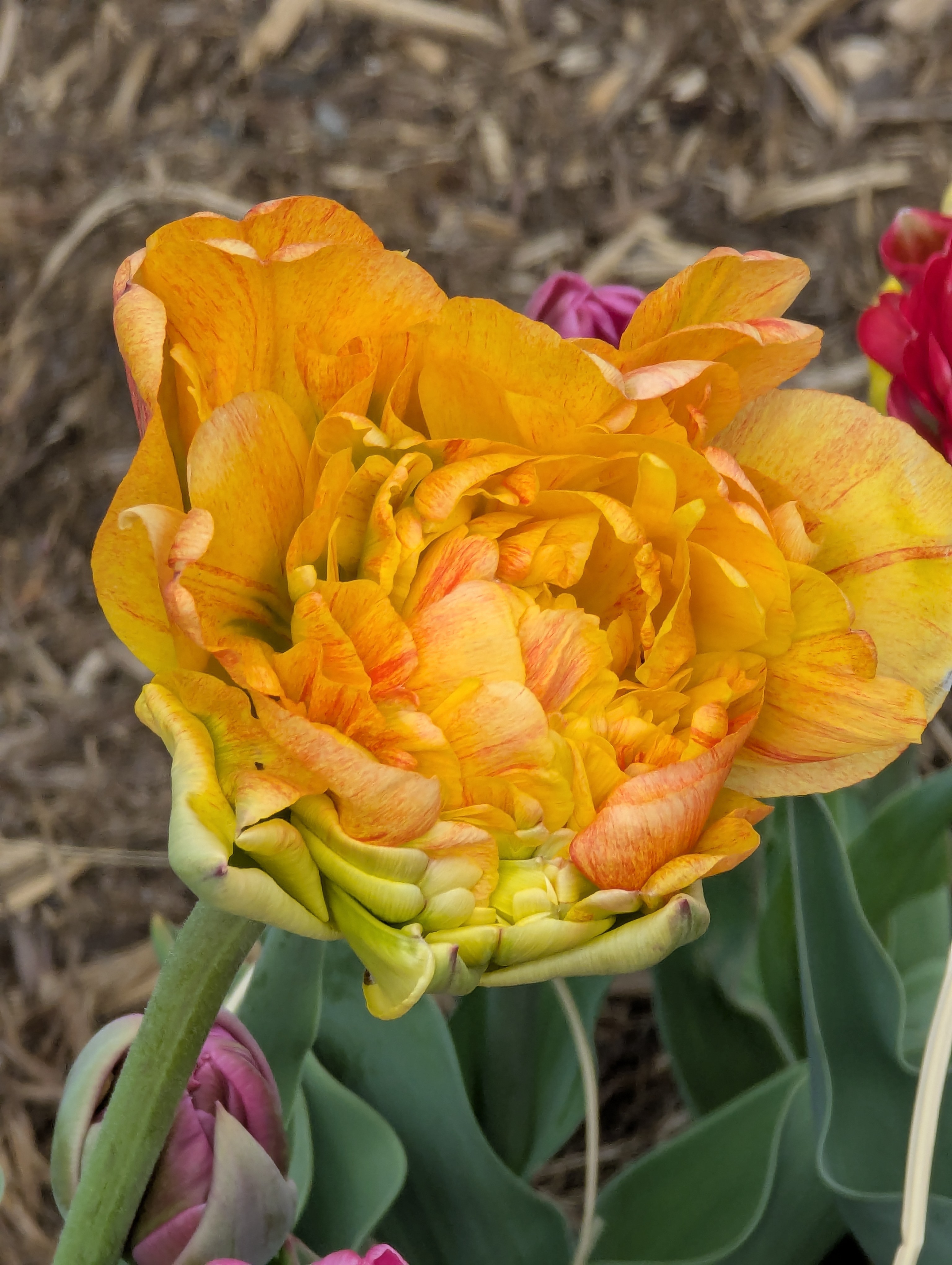 Garden, Flowers, Morrison, Colorado